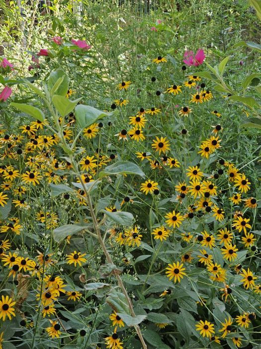 Многлетние цветы Рудбекия (Rudbeckia)Саженцы рудбекии.