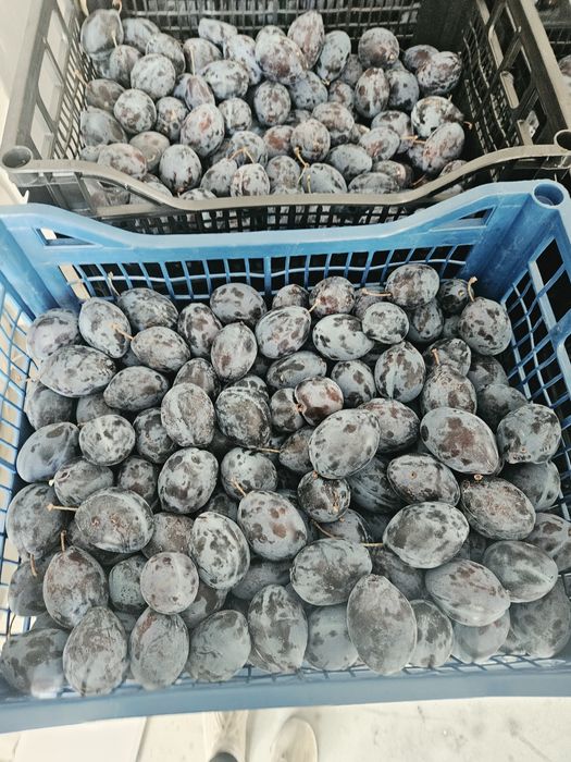 Prune de vanzare BIO