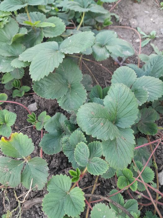 Клубника рассада