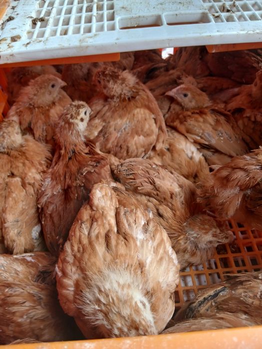 Pui alb si pui rasa mixta- rațe