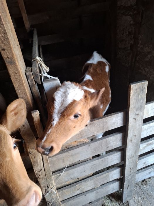 Продам бычка и телочку