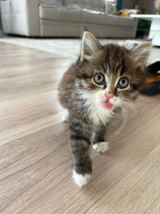 Отдам котенка в добрые руки