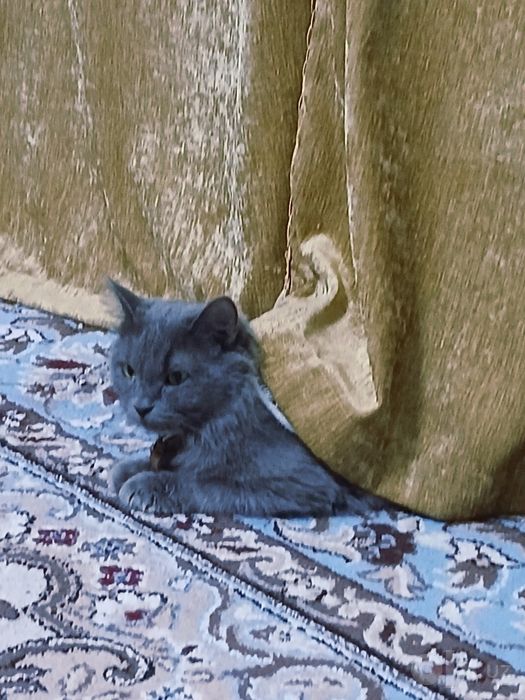 Nebelung zotli chiroyli kulrang mushuk sotiladi