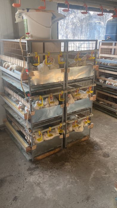 Клетки для бройлеров