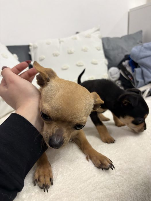 Продавам женски мини чиху-пинчер