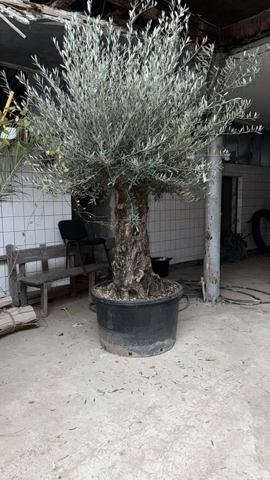 Maslin Oleea Europaea 100 ani