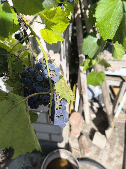 Продам винный виноград Изабелла