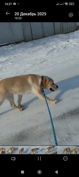 Продам Лабрадора летривер.