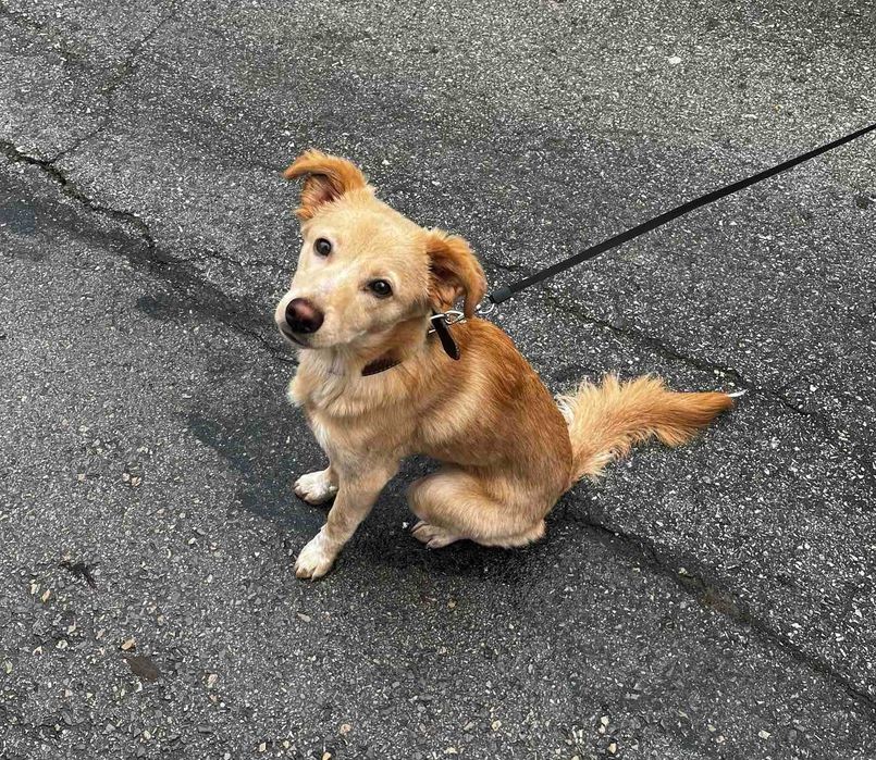 Търси се дом на Беба