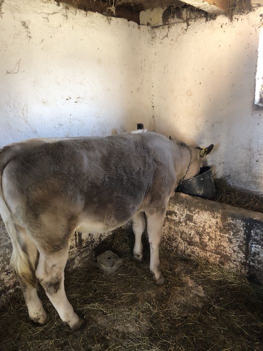 vând junincă 250 260 de kg