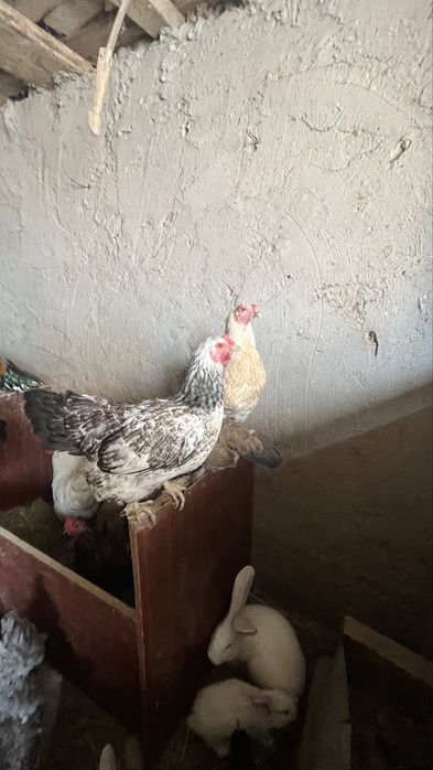 Куры тауык несушки