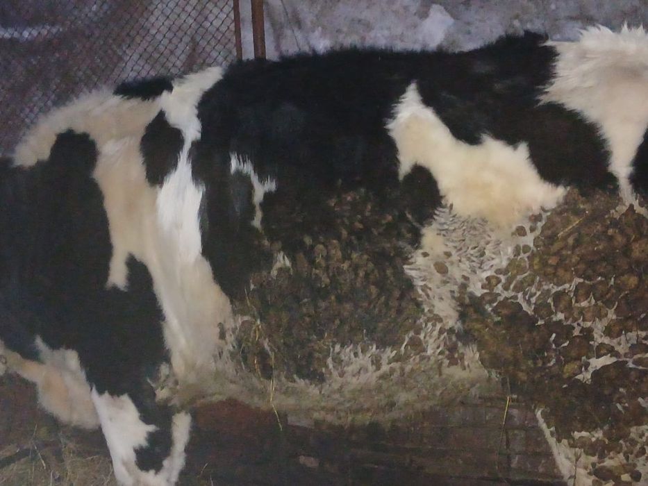 Vand juninca montata