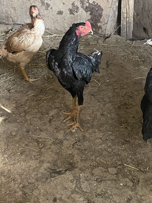 Tozza qon oshamo jujaxurozi sotiladi srochniga