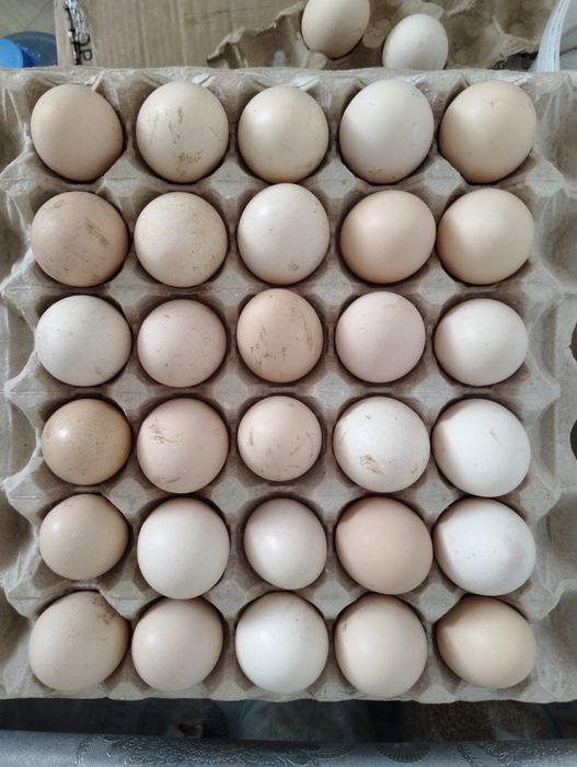 Продается домашние яйца