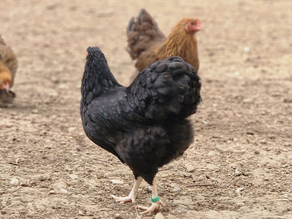 Wyandotte pitic negru