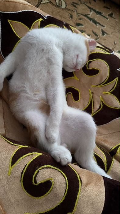 Отдается котенок в хорошие руки