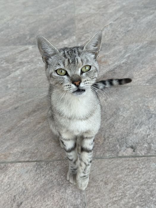 Породистая кошка