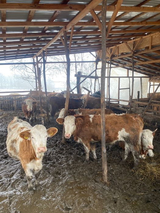 Vând 10 junincii Bălțată românească 7400 Ron/ buc