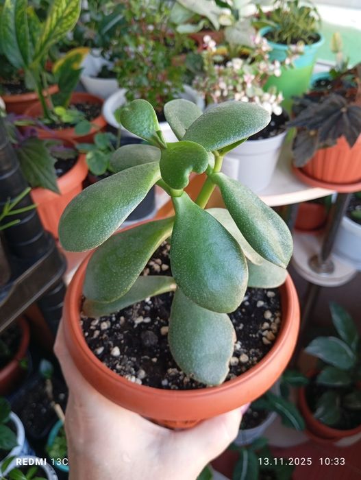 Продам комнатные растения