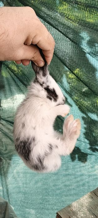 Кольчата 2 месяца