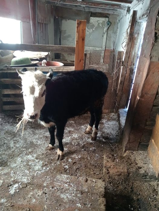 Продам 4-бычок 3-тёлка оптом 7-голов