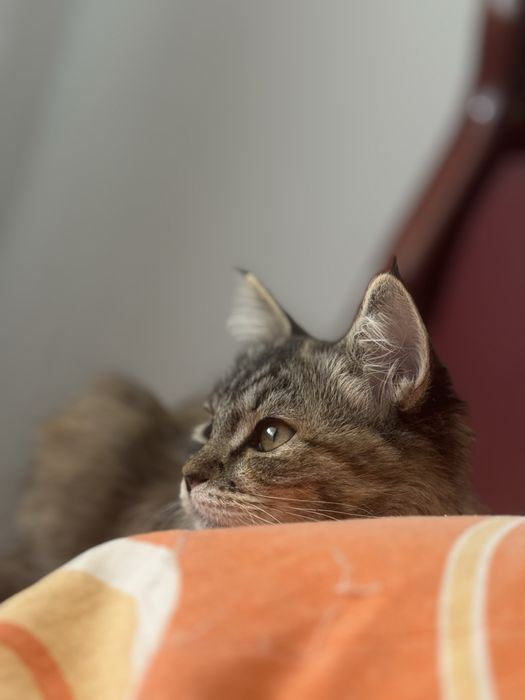 Кошка по кличке Мия