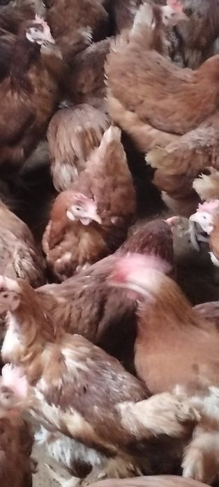 Găini sănătoase de curte - Livrăm oriunde în România