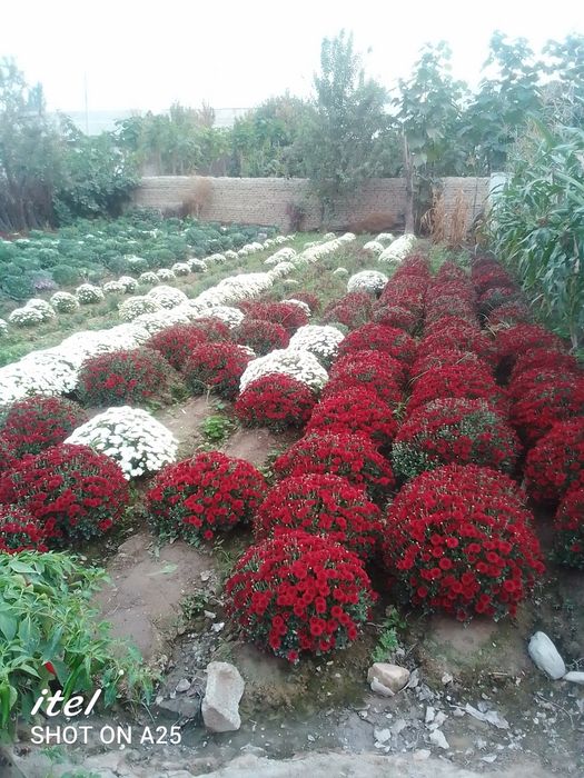 Хризантема карам гул