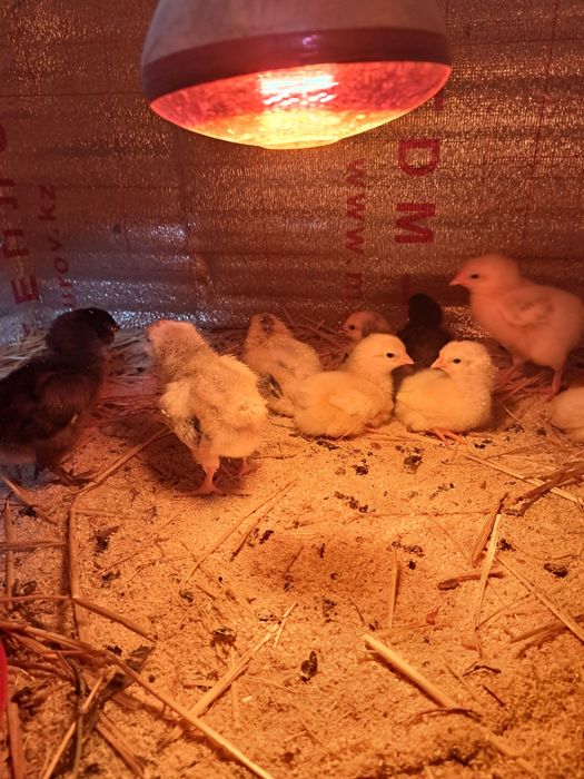 Продам цыплят 11 штук