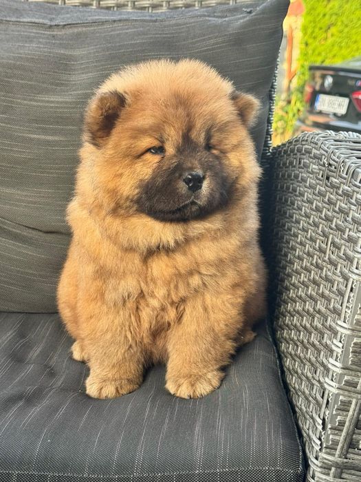 Chow Chow femela