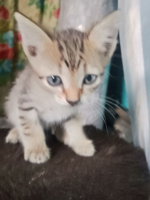 Котята кушают сами очень красивые