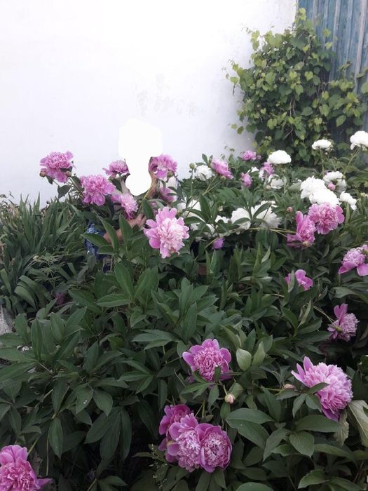 Продам дом в Ростовке