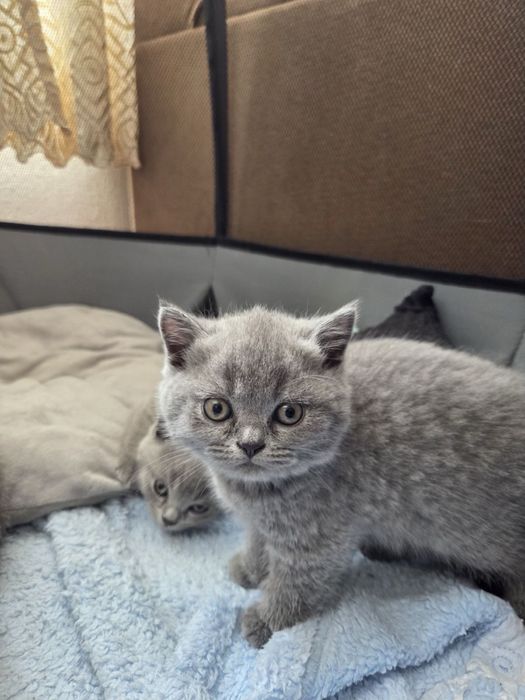 Британски късокосмести котета