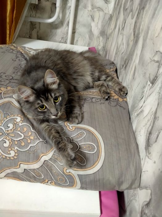 Отдам даров кошек