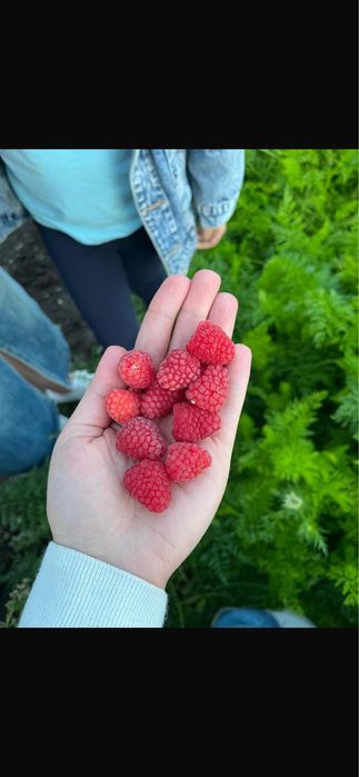 Продам кусты ремонтантной малины.