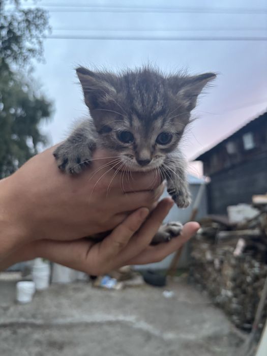 Отдам котят в хорошие руки