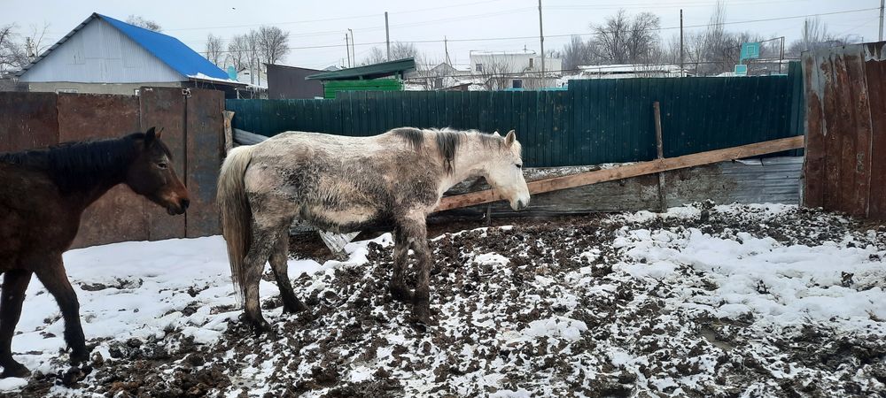 Буаз бие сатылады