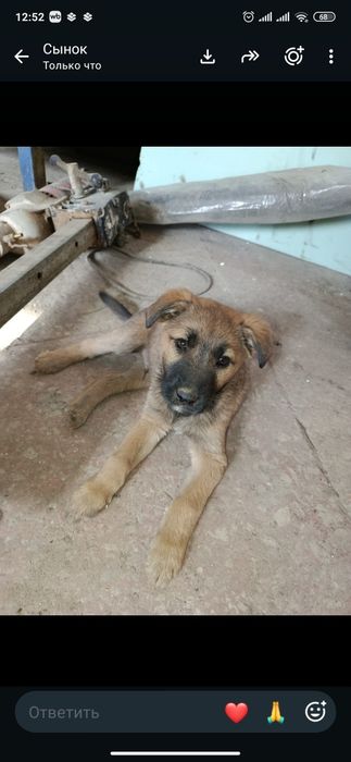 Отдам в добрые руки щенка.Остался один на улице, а скоро зима...