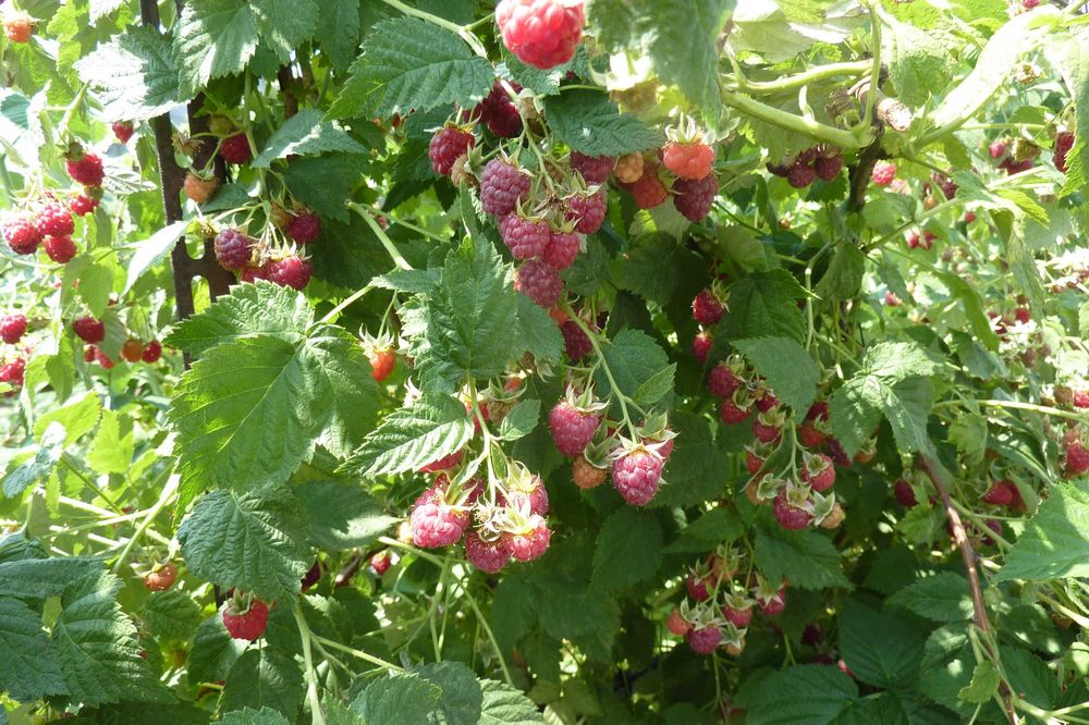 Продам дачу в садоводстве "Здоровье"