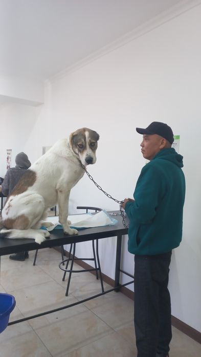 Нужна сучка для кобеля