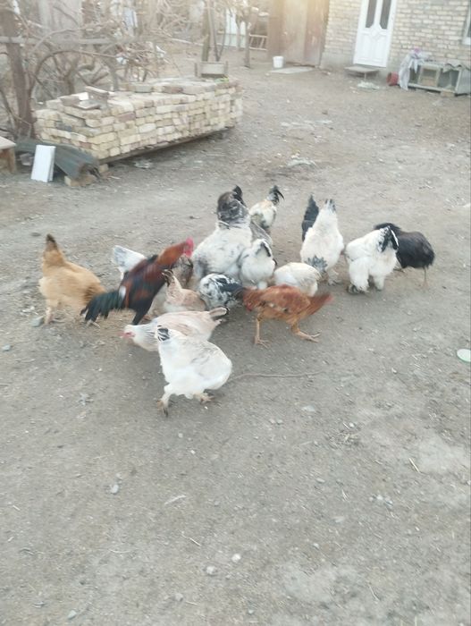 Zotdor tavuqlar sotiladi. Tezda arzonga sotiladi