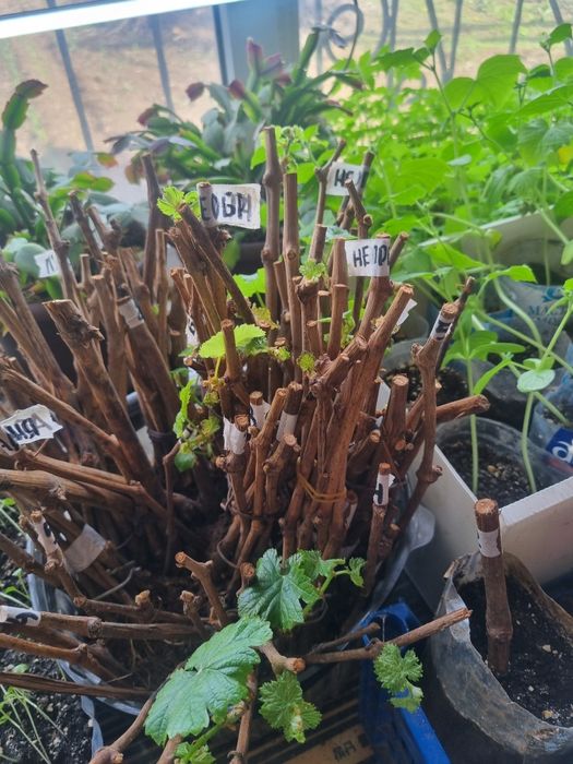Продам саженцы виноград