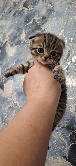 Вислоухие шотландские котята