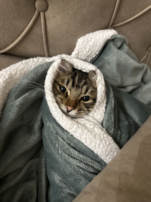 Котенок курильский бобтейл