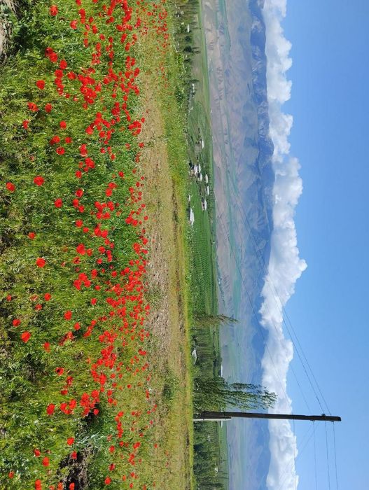 Diqqat!Asalari uyalari sotiladi.Holati yangi