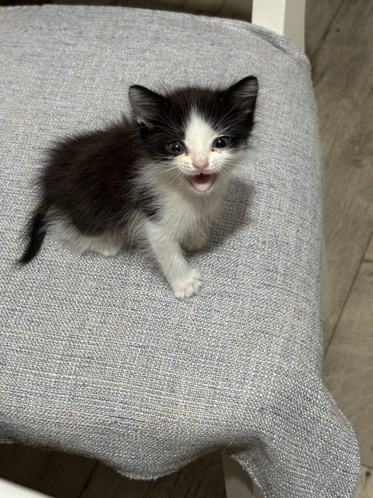 Котенок в добрые руки
