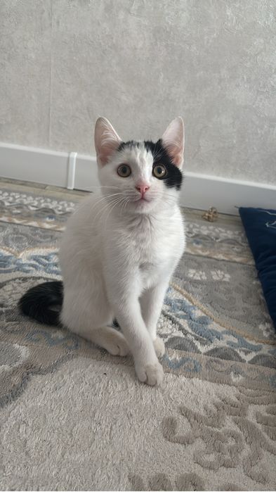 отдаем кошку бесплатно