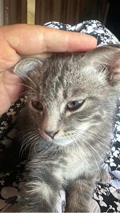 Отдам котят в хорошие руки