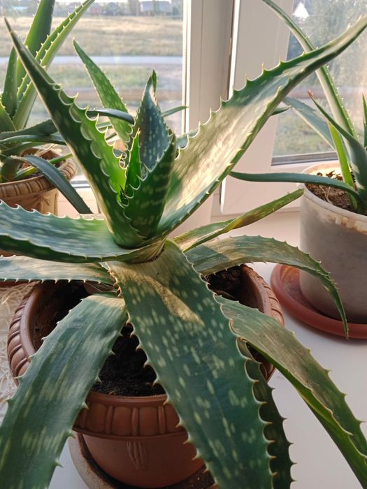 Продам алоэ Вера.