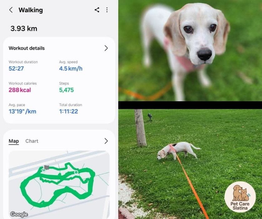 Plimbări câini, Dresaj canin, Vizite pisici & căței,Pet sitting,  Pet Taxi  și multe altele. ❤️  Îngrijire cu pasiune